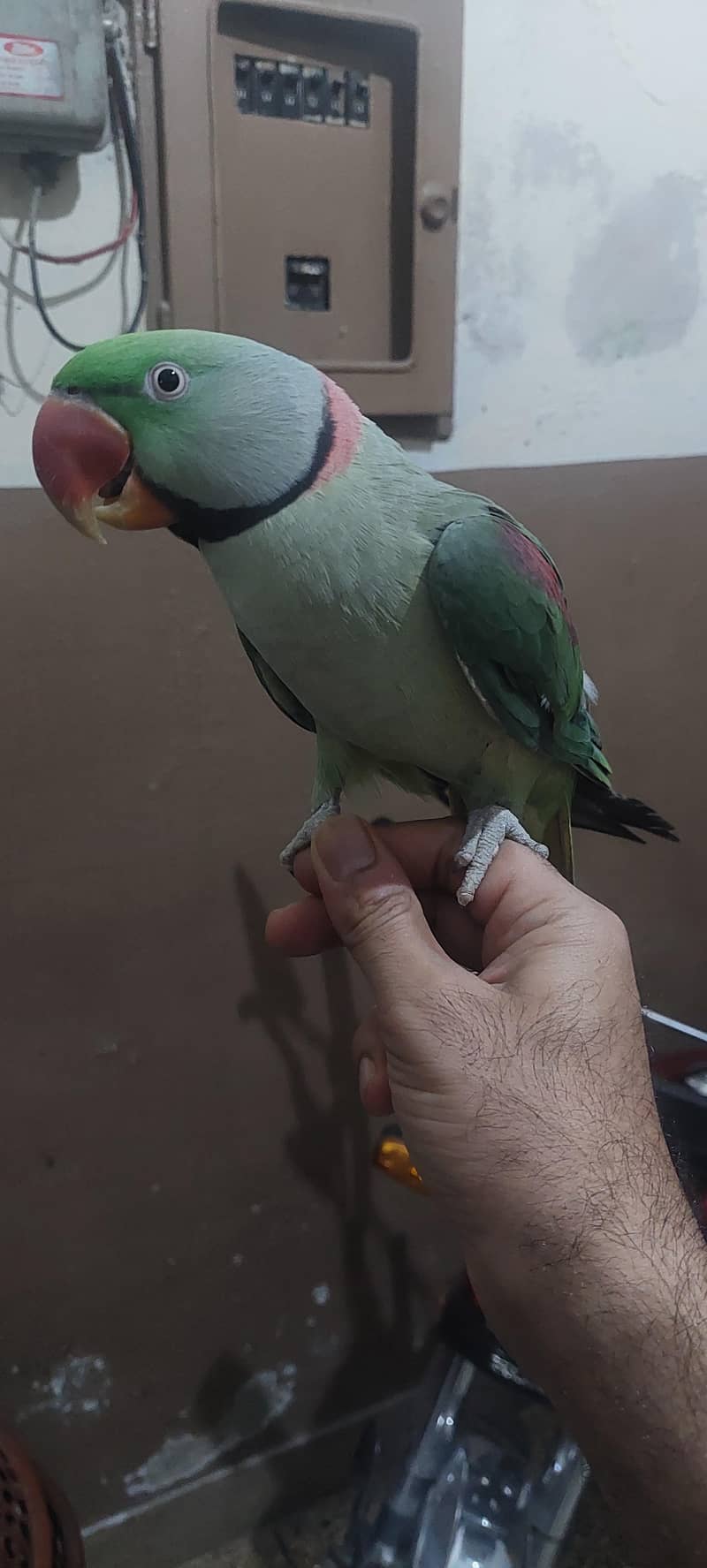Raw parrot talking , 1