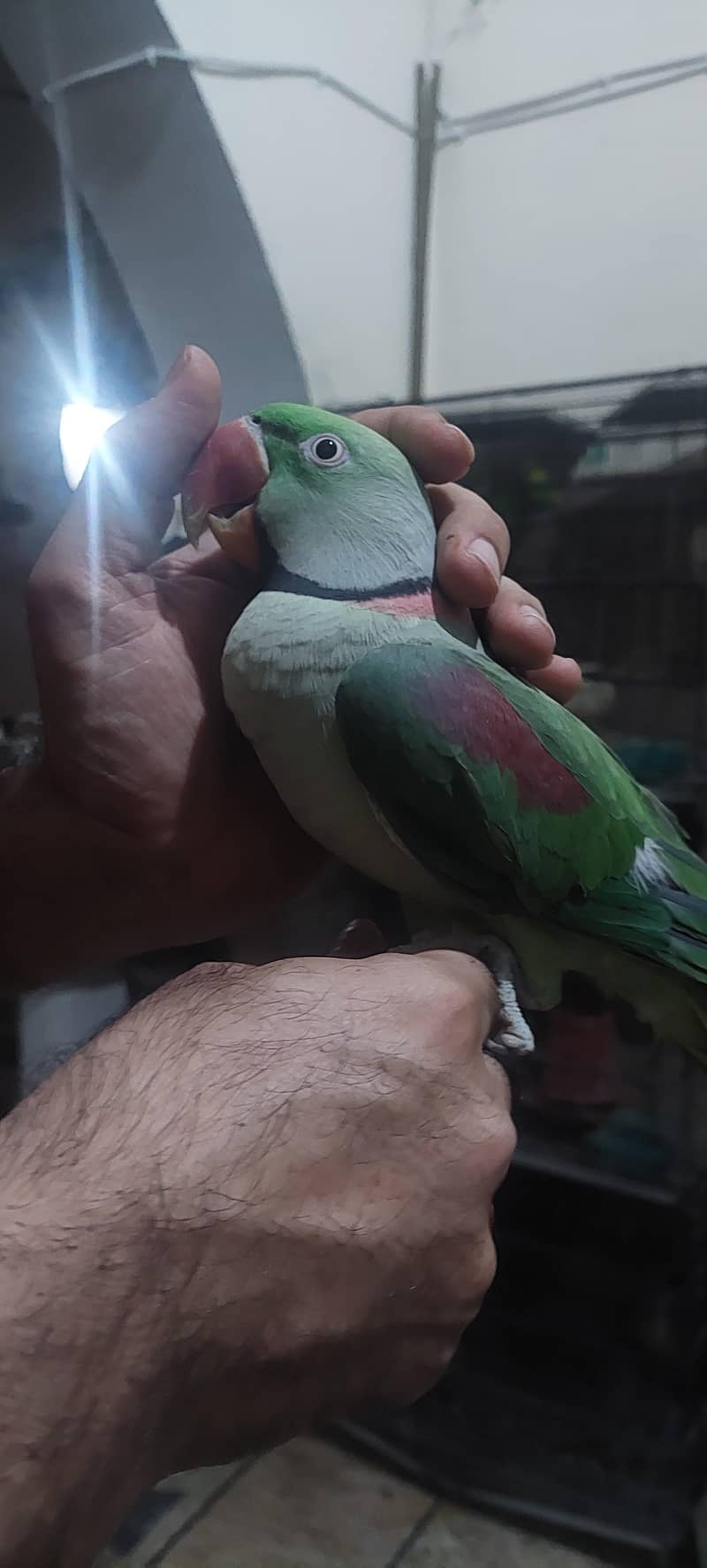 Raw parrot talking , 2