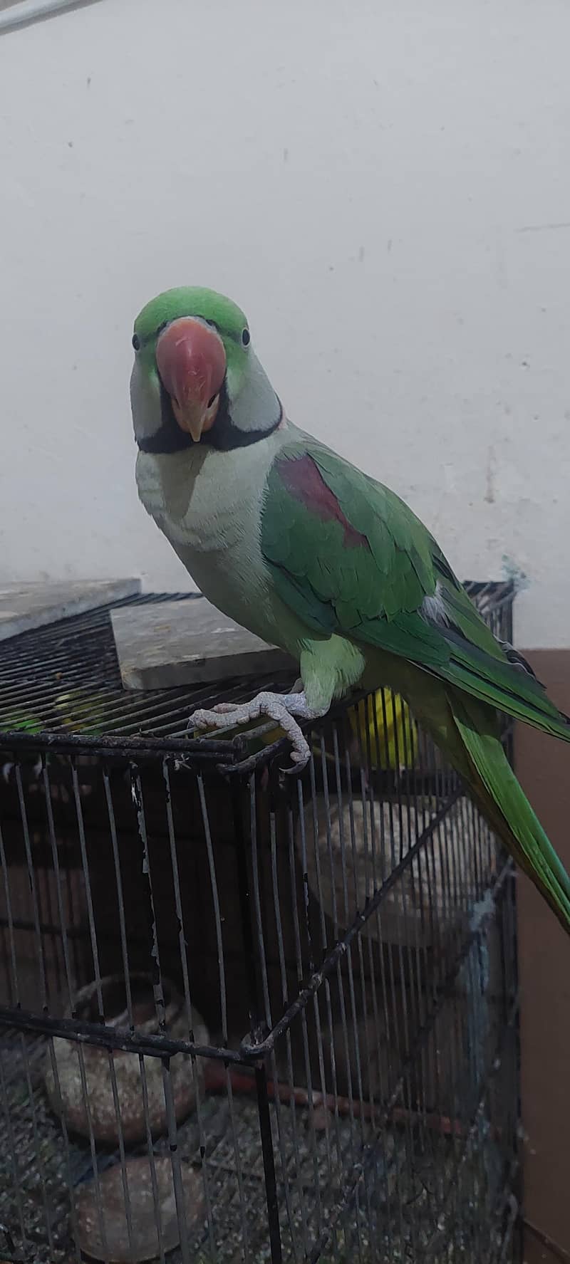 Raw parrot talking , 3