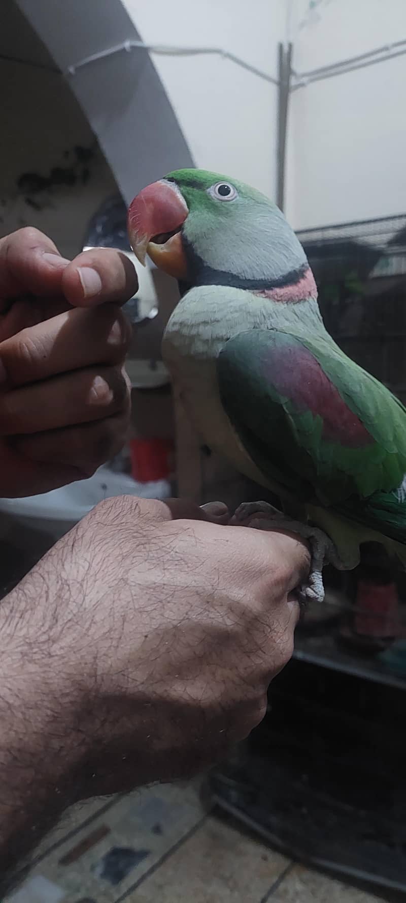 Raw parrot talking , 4