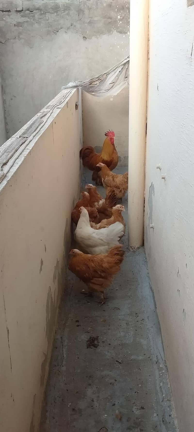 golden buff ! buff 0
