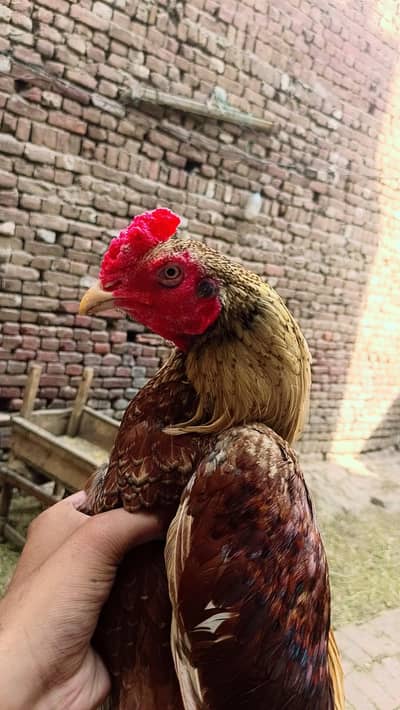 Aseel murga ha hand ma madia caros krta ha video live chak krwado ga