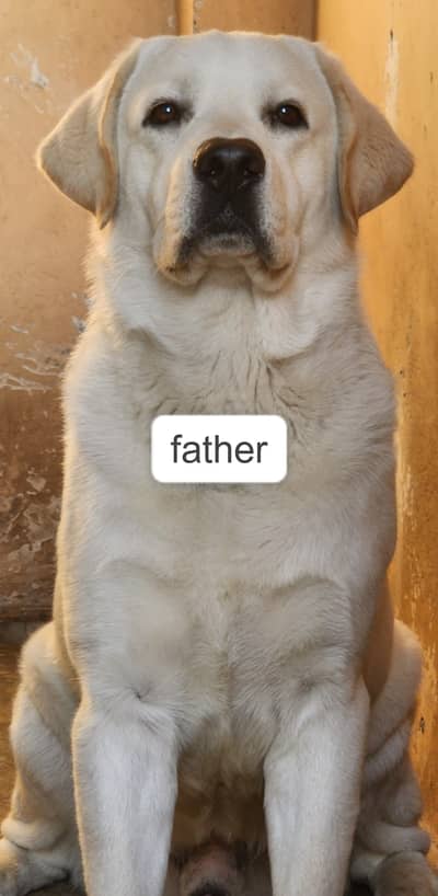 Labrador Retriever Puppies for sale ||  RetrieverPuppies Pedigree sale