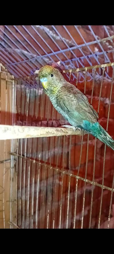 BF/BW Breeder Male Available