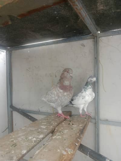 Sentient king size  breader pair for sale