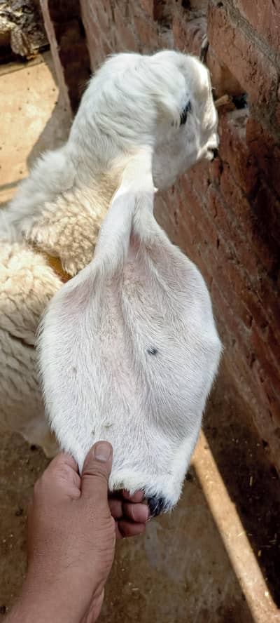 kaji female for sale confirm gabban