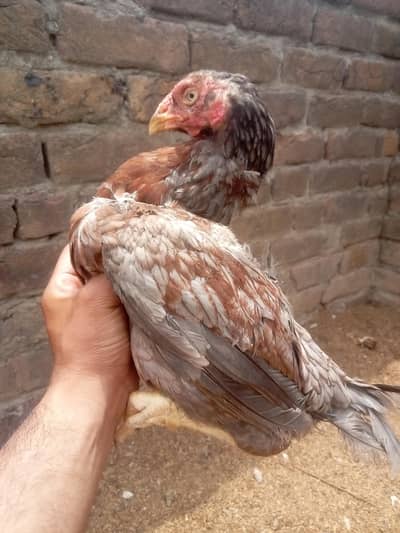 hen and chick