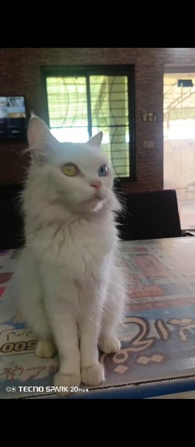 Beautiful Persian Cat Female Odd eyes healthy playful active pregnant.