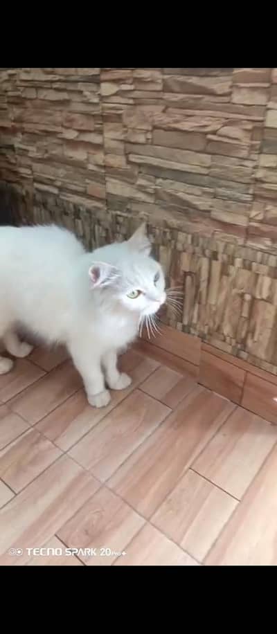 Beautiful Persian Cat Female Odd eyes healthy playful active pregnant.