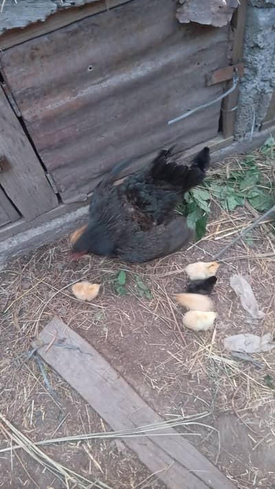Dasi hen with chicks
