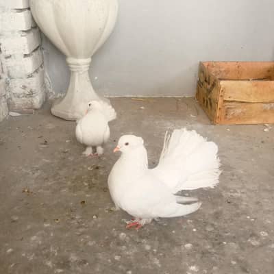 LAKKAH breeder pair eggs dyny waly ha abi b