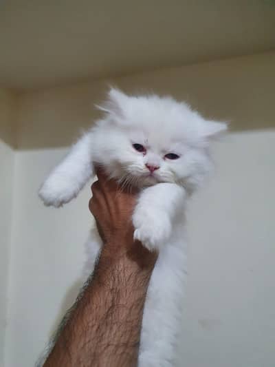 4 Persian kitten For sale