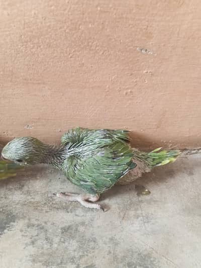 ringneck chick