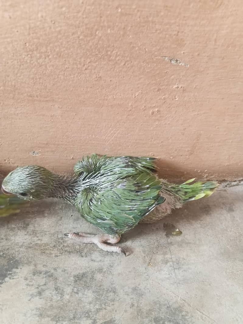 ringneck chick 0