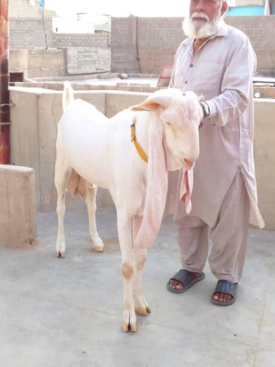 pure gulabi Nasal goats