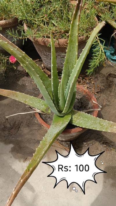 Aloe Vera plant
