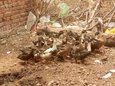 Ducks