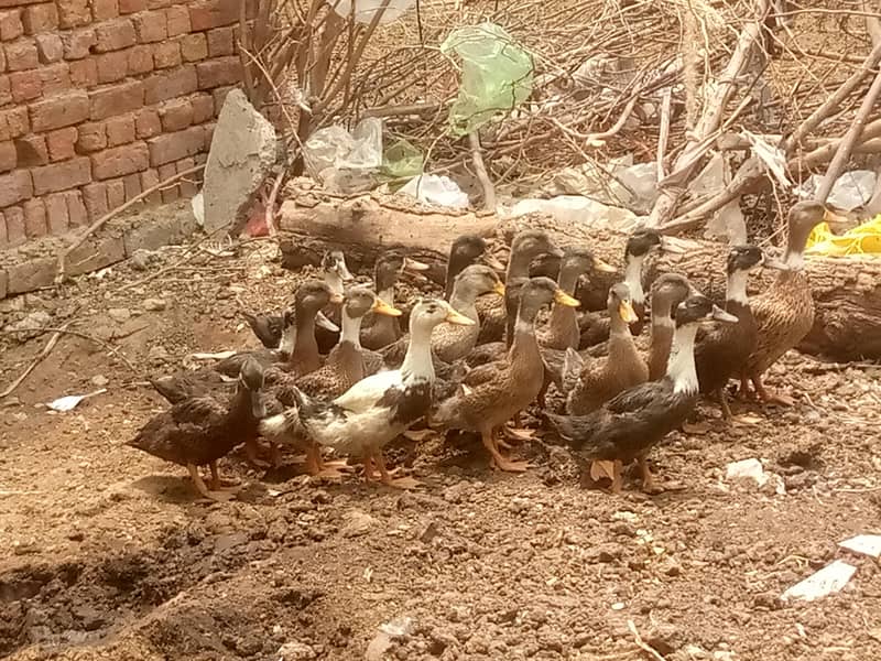 Ducks 0