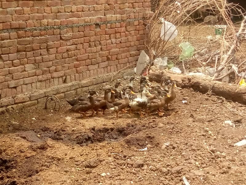 Ducks 1