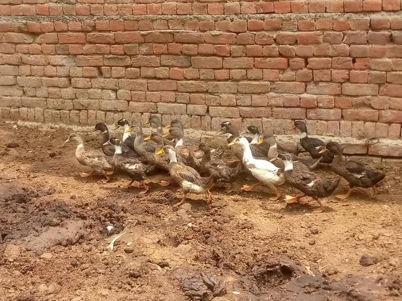 Ducks 2