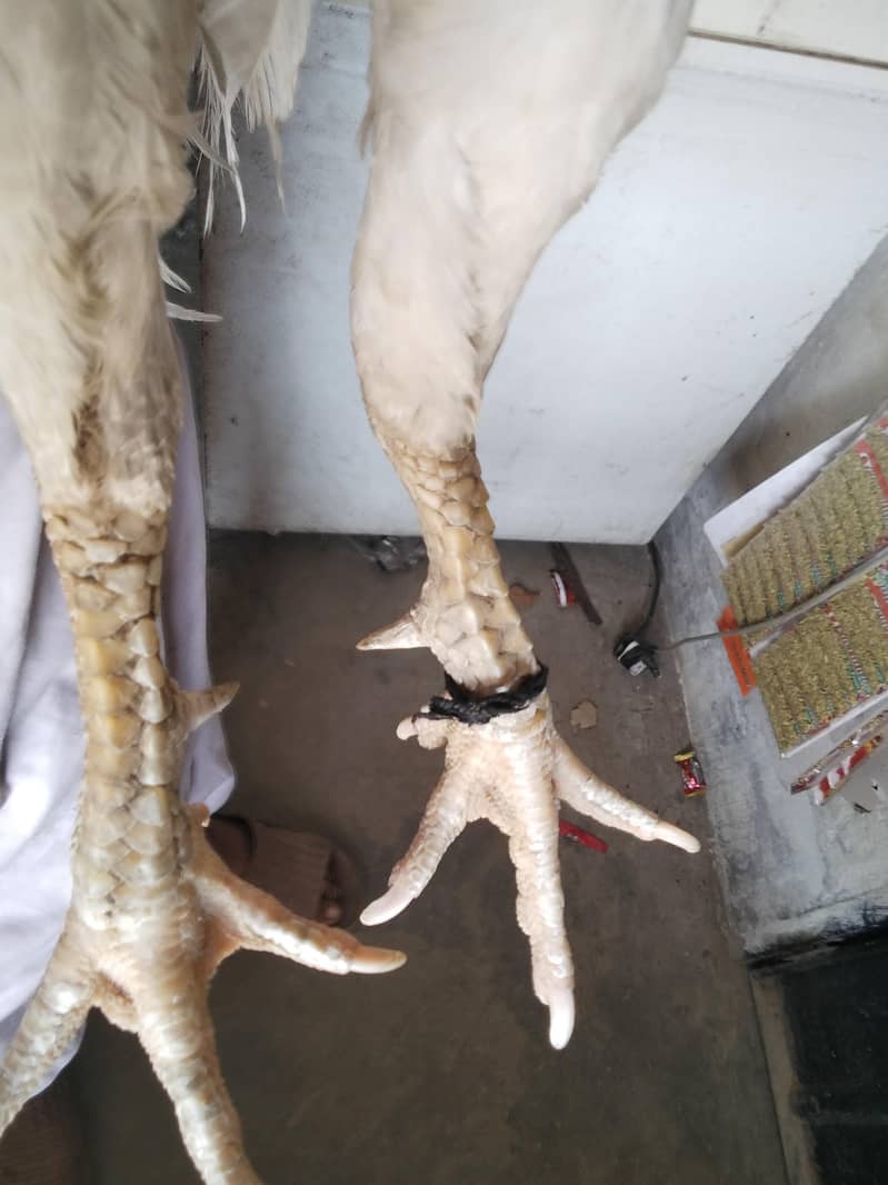 white breeder 1