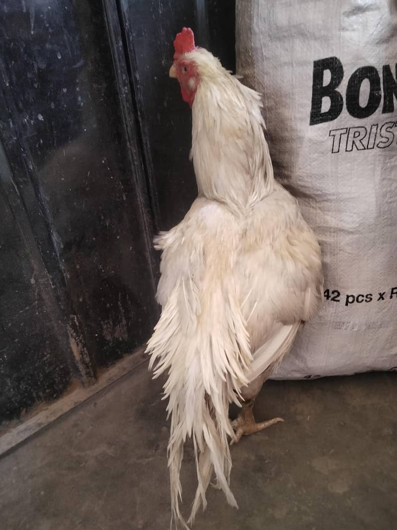 white breeder 3