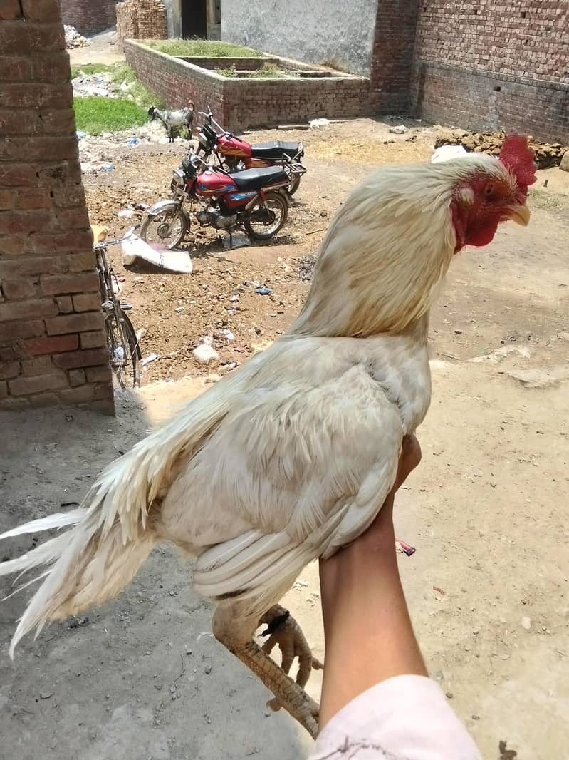 white breeder 6