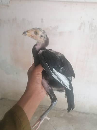 heavy blood aseel chicks for sale parent details also available