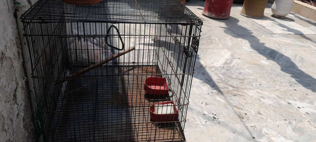 bird cage 1
