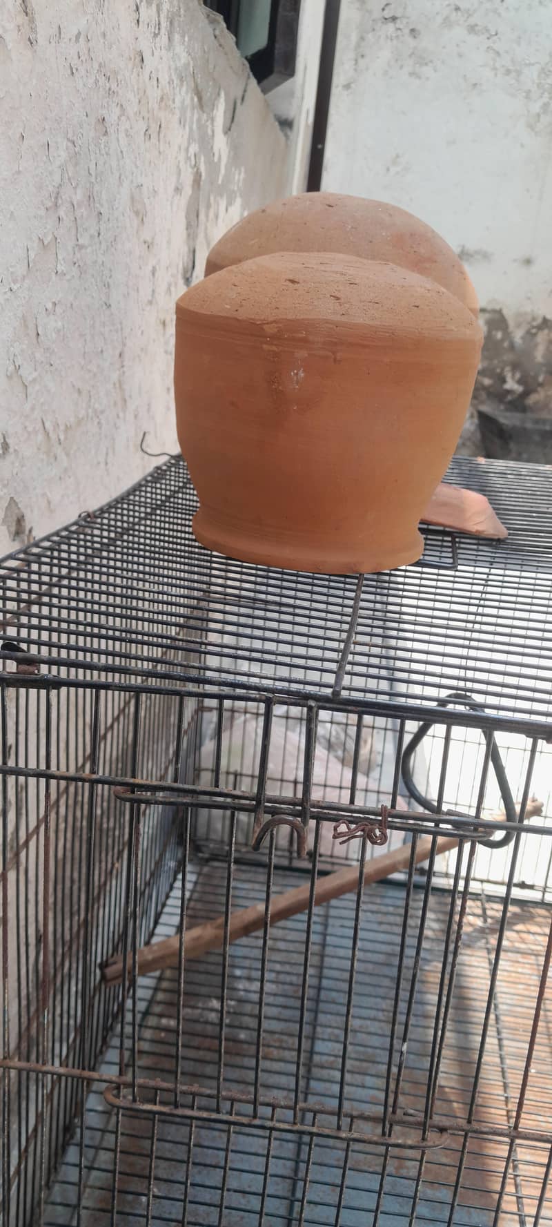 bird cage 2
