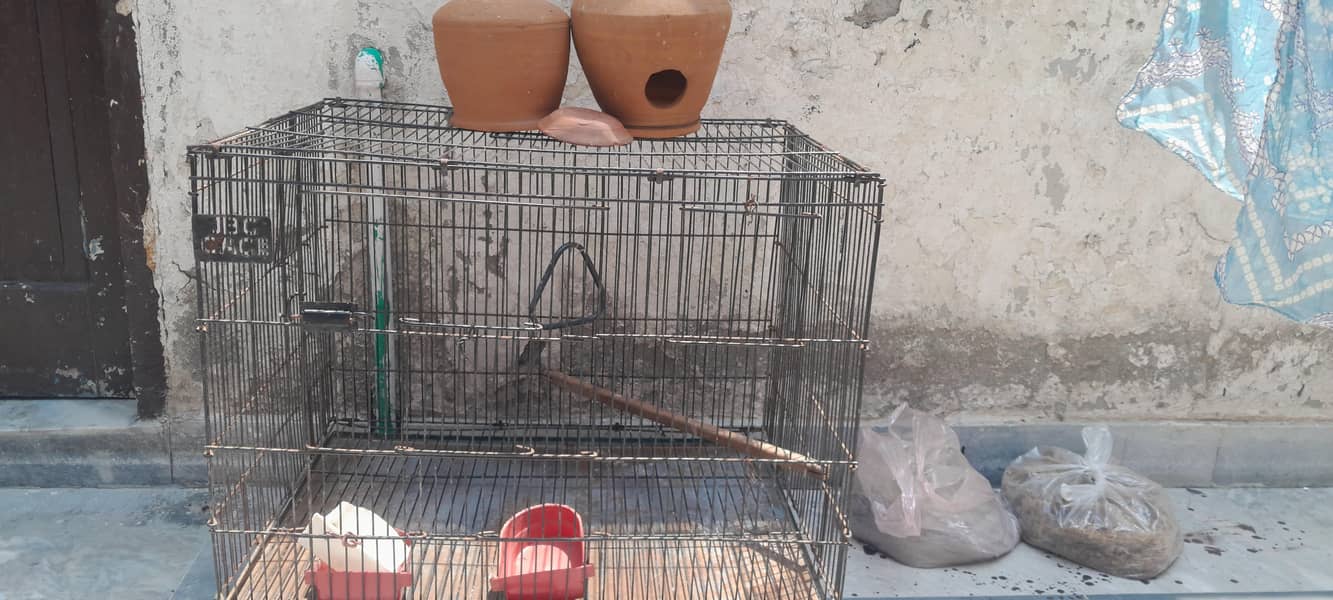 bird cage 3