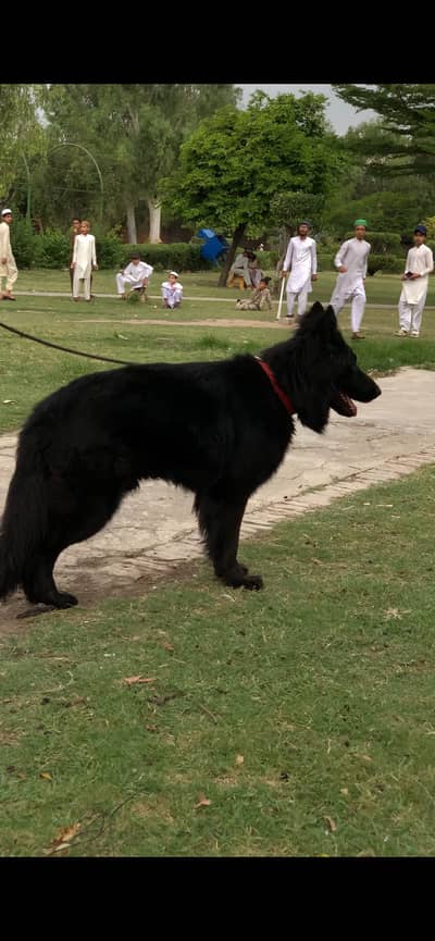 Black shepherd male for sale contact on 03187711189