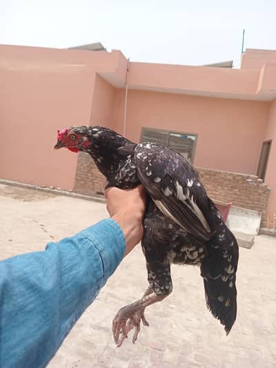 aseel murghi kurak For Sale