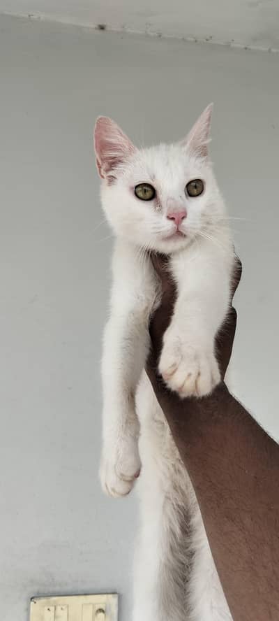 Persian cat single coat on heat