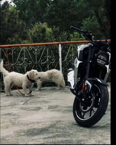 Supar Star 200 cc for sell