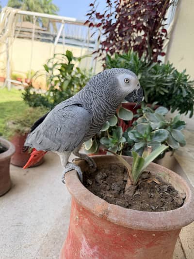 african grey male