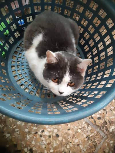 Persian double coated black and white male cat