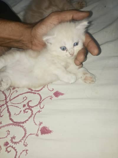 cats avaliable looking for new home