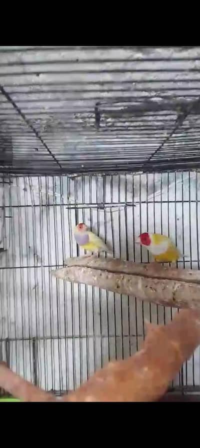 gouldian pair and extra female's and emou finch pair