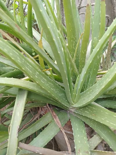 Aloe Vera Plant