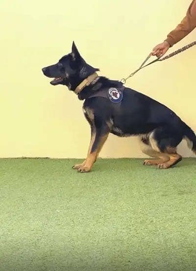 1 y/o German Shepherd WORKING LINE for sale