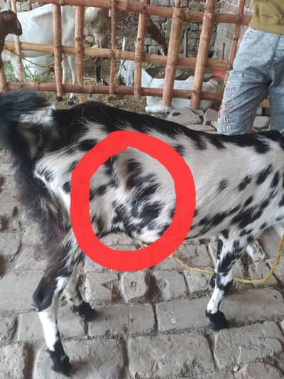 bakri ,  Muhammad name likha hua hy ,  age ten months,  2 months crass