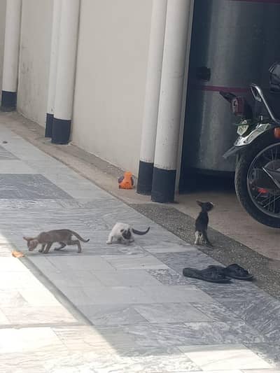 cat 3 babies 1 white 1 black 1 different colour