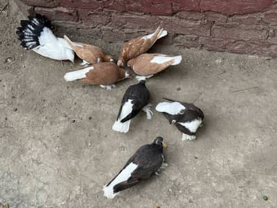 3 black tail or 7 Sharazi piece for sale and cage be saith ha