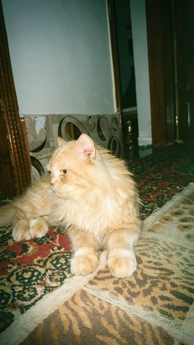 Persian male cat