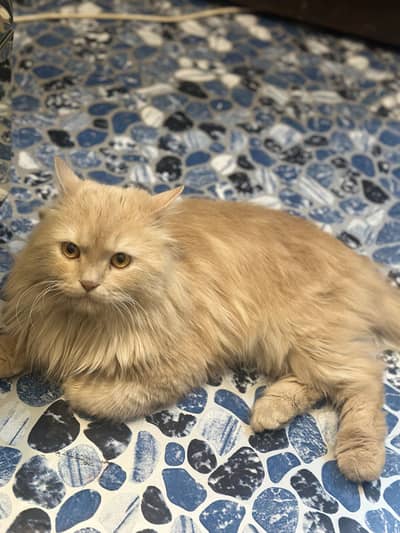 Persian male cat