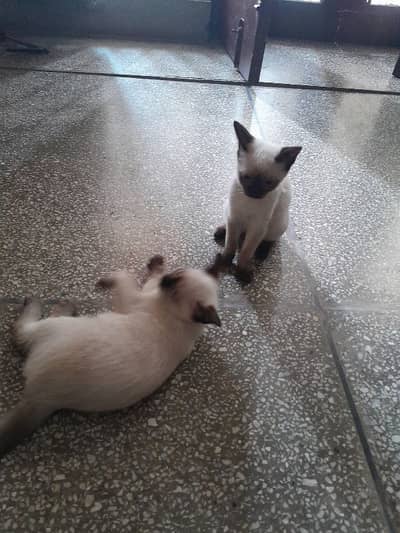 trained  cats