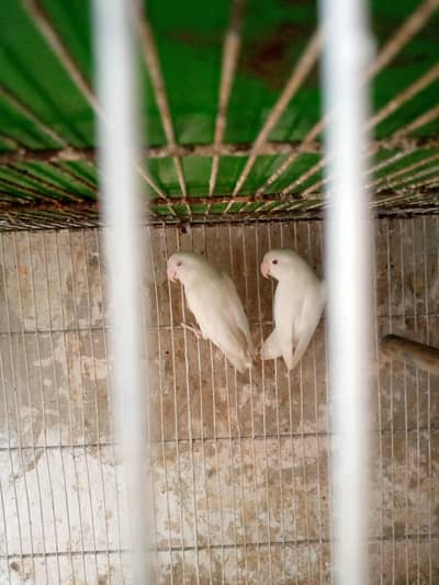 Albino red i
