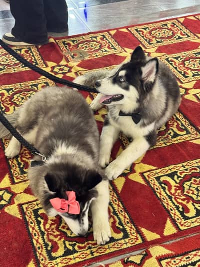 Pure extreme quality Pair of siberian huskies