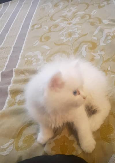 3 kittens available
